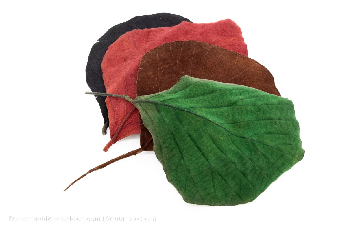 COBRA BLAD NATUREL 50ST - bloemschikmaterialen.com