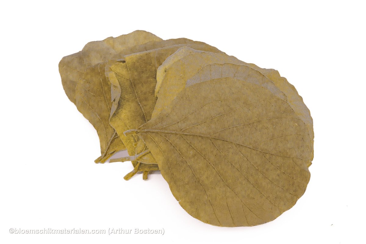 COBRA BLAD NATUREL 50ST - bloemschikmaterialen.com