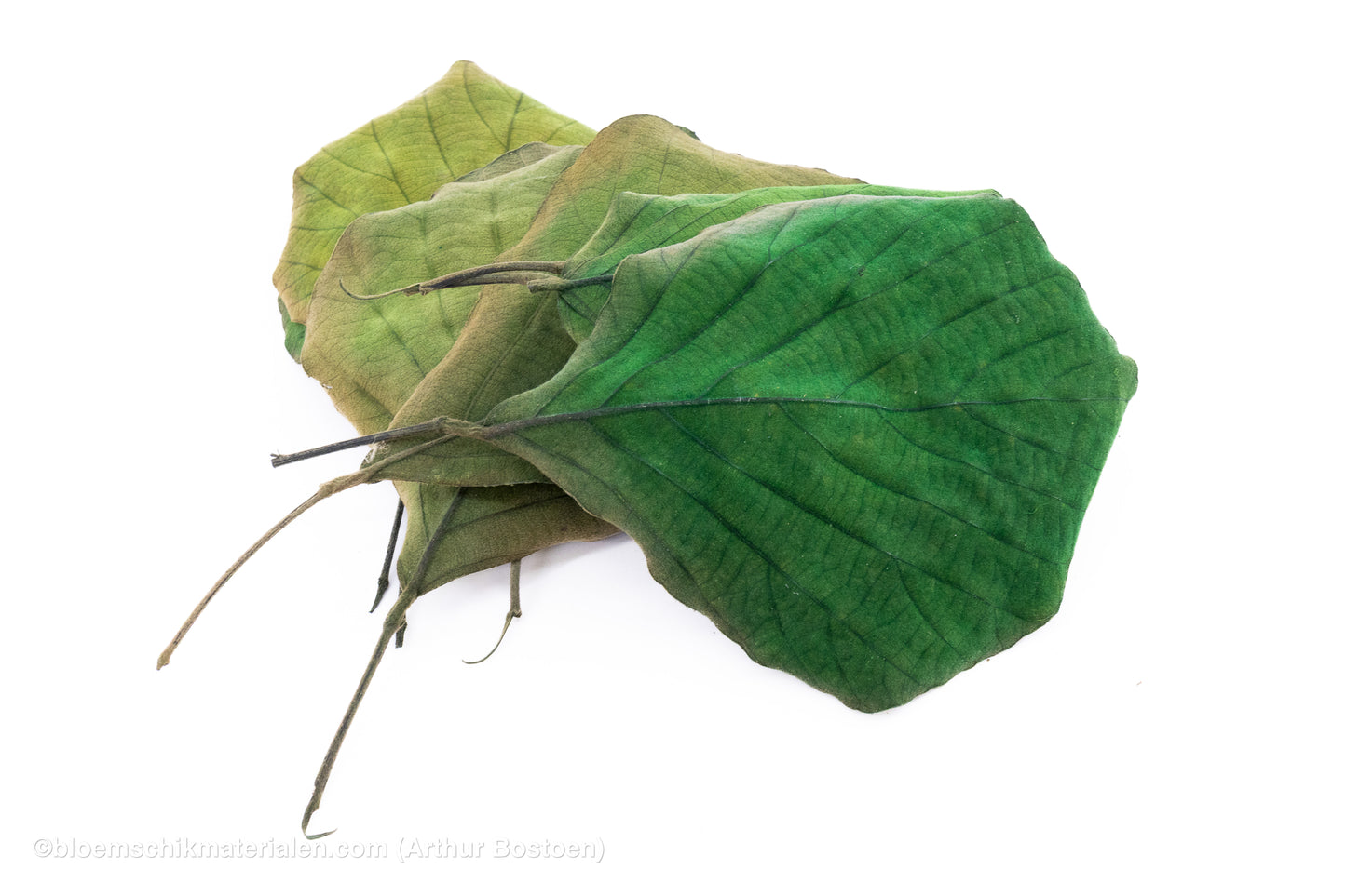 COBRA BLAD GROEN 50ST