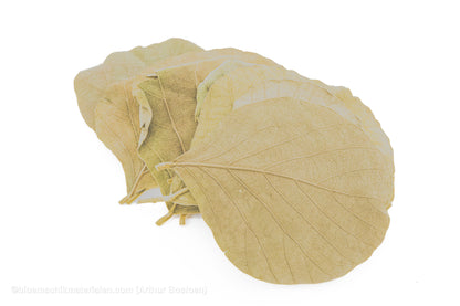 COBRA BLAD GEBLEEKT 50ST