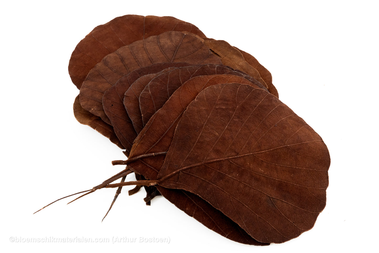 COBRA BLAD BRUIN 10ST