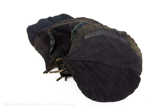 COBRA BLAD ZWART 10ST