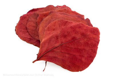 COBRA BLAD BORDEAUX 10ST