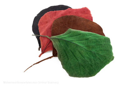 COBRA BLAD GEBLEEKT 50ST