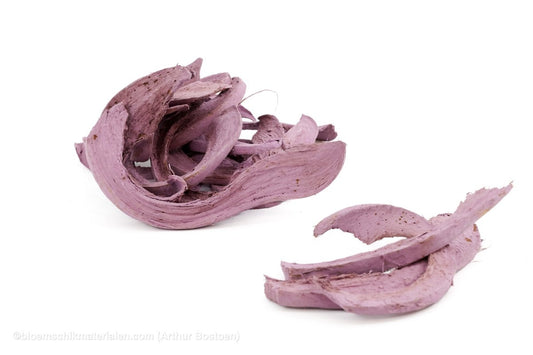 COCO CURL BLACKBERRY +/ - 500GR - bloemschikmaterialen.com