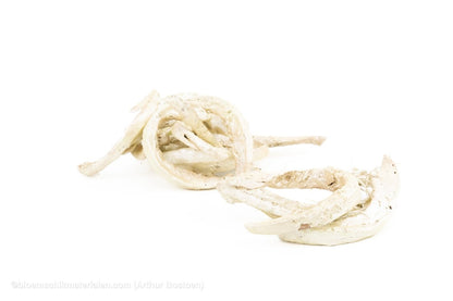 COCO CURL CHAMPAGNE +/ - 500GR - bloemschikmaterialen.com