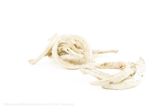 COCO CURL CHAMPAGNE +/ - 500GR - bloemschikmaterialen.com