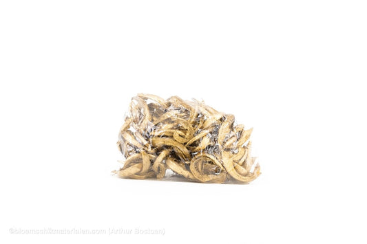 COCO CURL GOUD +/ - 500GR - bloemschikmaterialen.com