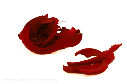 COCO CURL ROOD +/-75GR