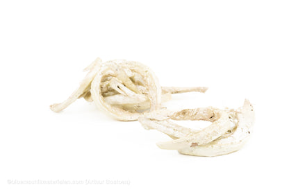 COCO CURL CHAMPAGNE +/-75GR