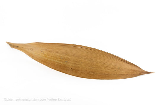 COCOS 60/80CM NATUREL 1ST - bloemschikmaterialen.com