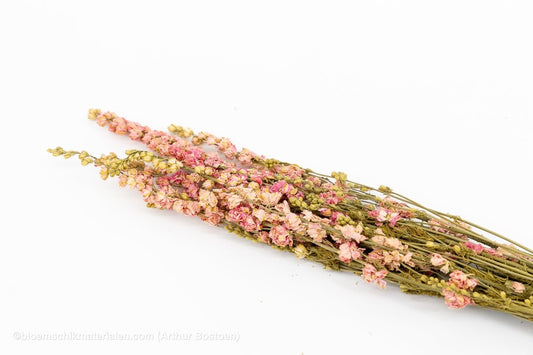 DELPHINIUM ROZE NATUREL - bloemschikmaterialen.com