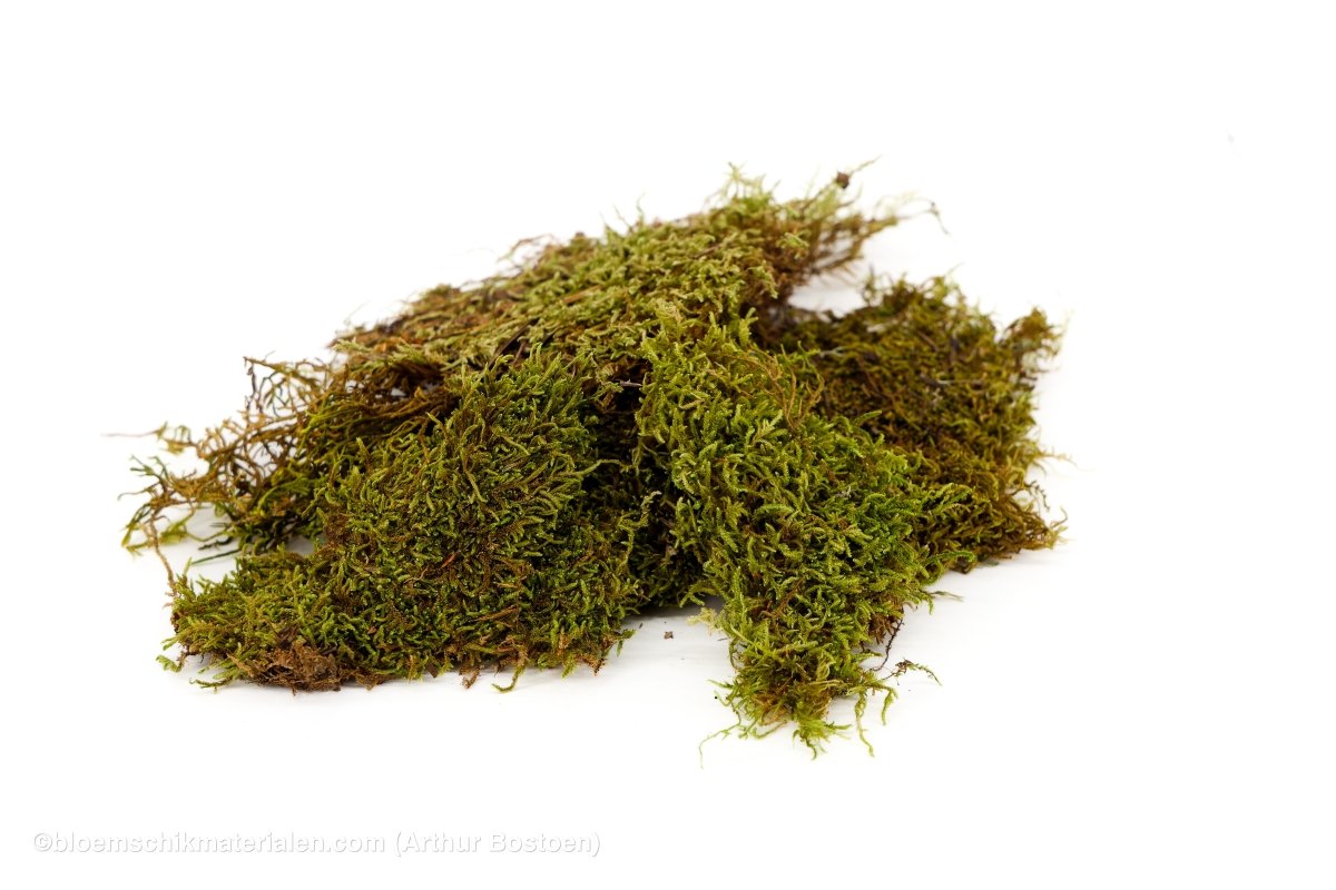 DOOSJE GROEN MOS (PLAT MOS) +/ - 150GR - bloemschikmaterialen.com