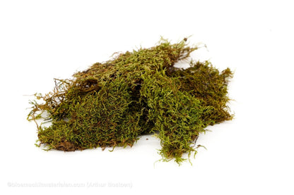 DOOSJE GROEN MOS (PLAT MOS) +/ - 150GR - bloemschikmaterialen.com