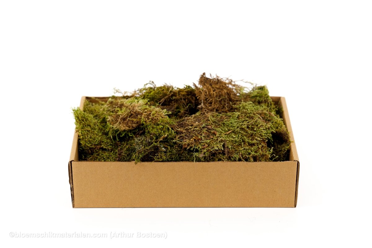 DOOSJE GROEN MOS (PLAT MOS) +/ - 150GR - bloemschikmaterialen.com
