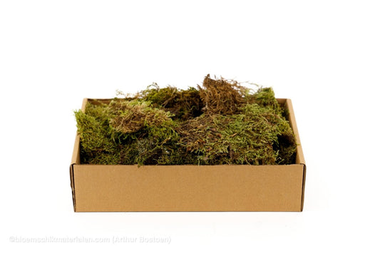DOOSJE GROEN MOS (PLAT MOS) +/ - 150GR - bloemschikmaterialen.com