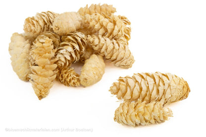 DOUGLASI GEBLEEKT +/ - 100GR - bloemschikmaterialen.com