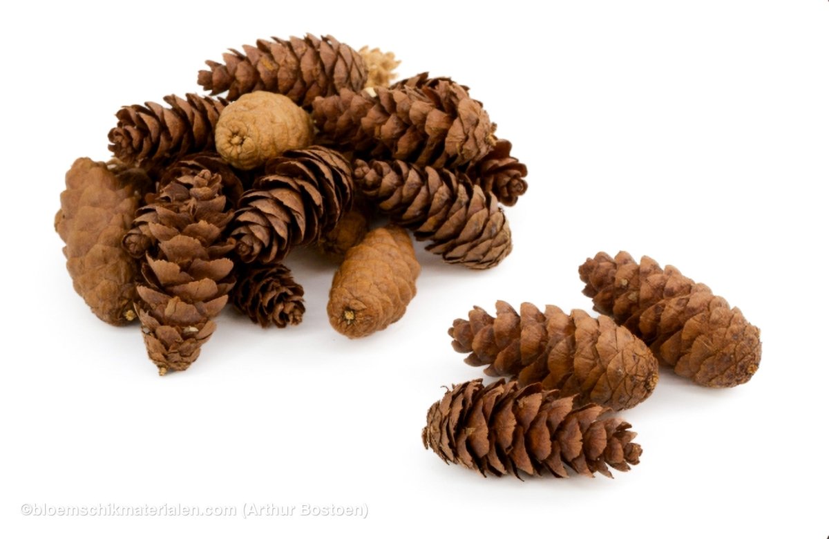 DOUGLASI NATUREL +/ - 500GR - bloemschikmaterialen.com