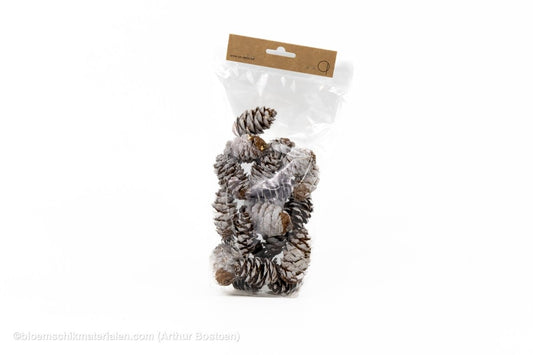 DOUGLASI WHITE WASH +/ - 100GR - bloemschikmaterialen.com