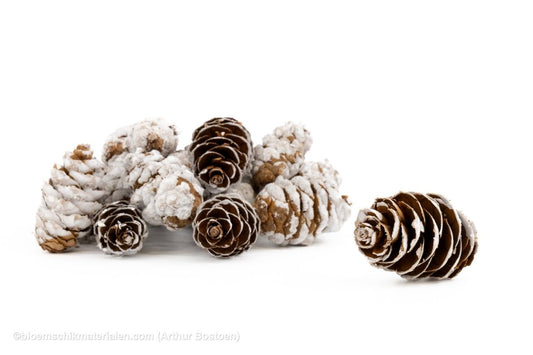 DOUGLASI WHITE WASH +/ - 500GR - bloemschikmaterialen.com