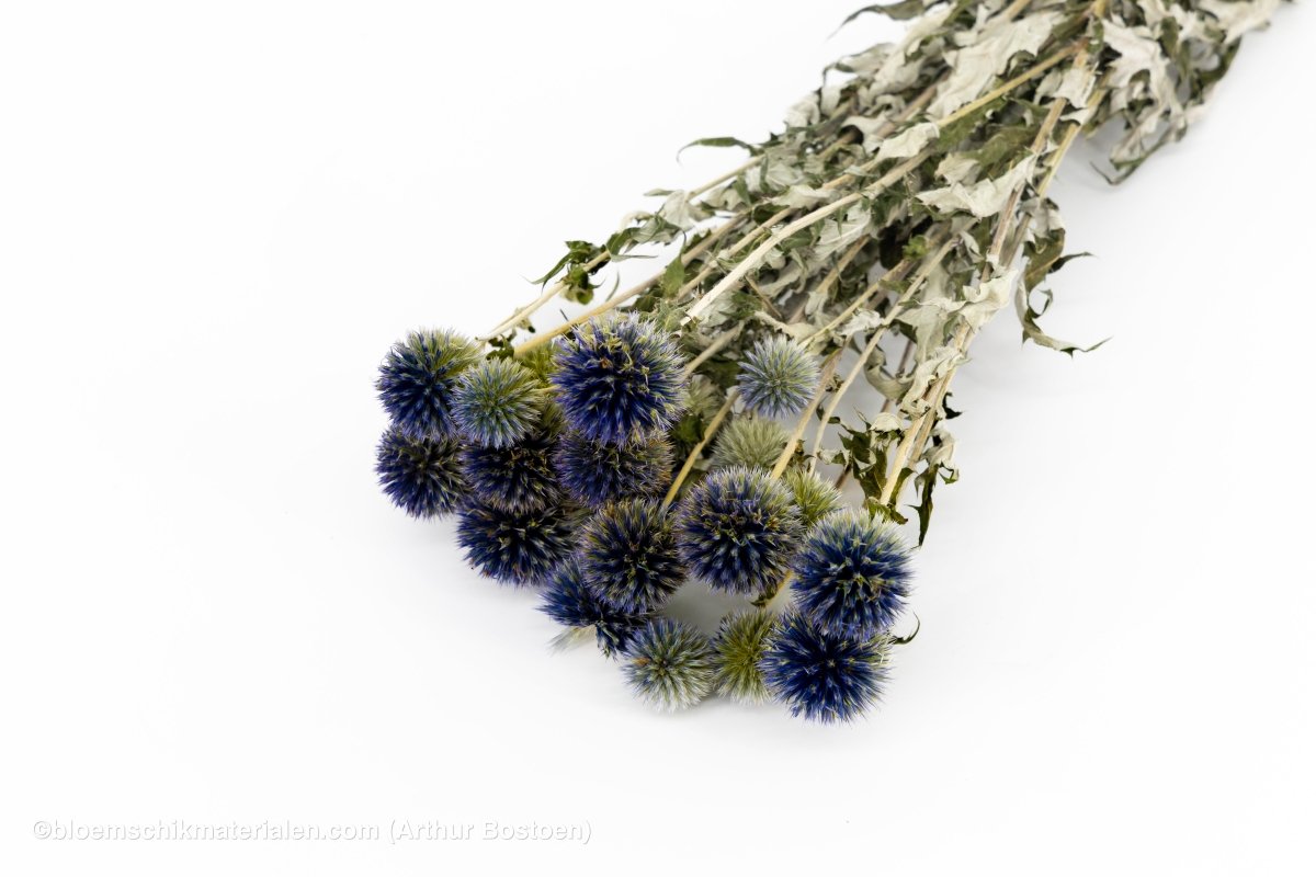 ECHINOPS NATUREL - bloemschikmaterialen.com