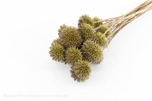ECHINOPS WILD NATUREL 50CM - bloemschikmaterialen.com