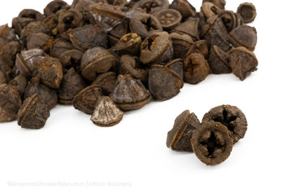 EUCALYPTUS FRUIT NATUREL +/ - 200GR - bloemschikmaterialen.com