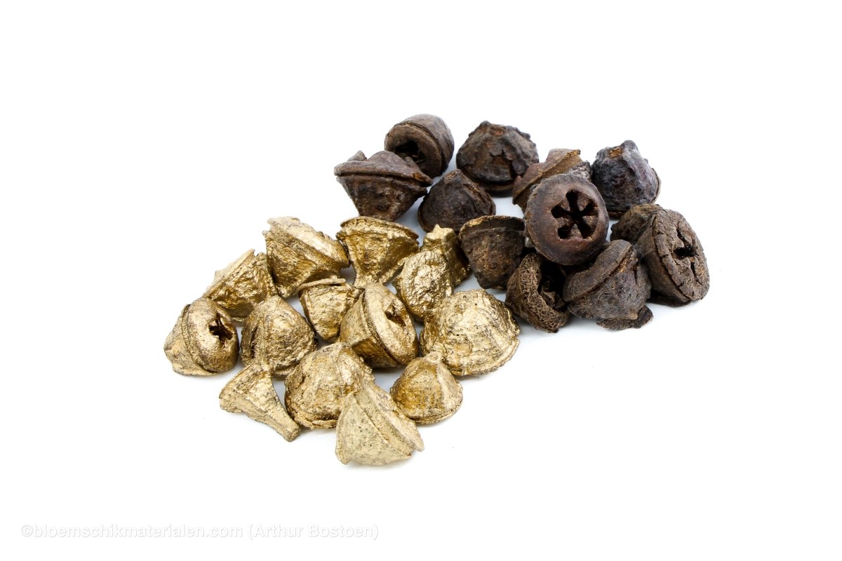 EUCALYPTUS FRUIT NATUREL +/ - 200GR - bloemschikmaterialen.com