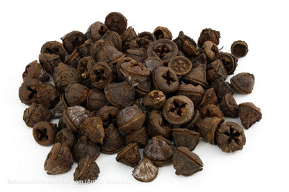 EUCALYPTUS FRUIT (PODS) NATUREL +/ - 1KG - bloemschikmaterialen.com