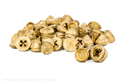 EUCALYPTUS FRUIT (PODS) GOUD +/-200GR