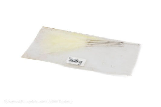 GANZENVEREN NATUREL WIT 13 - 20CM +/ - 45GR - bloemschikmaterialen.com