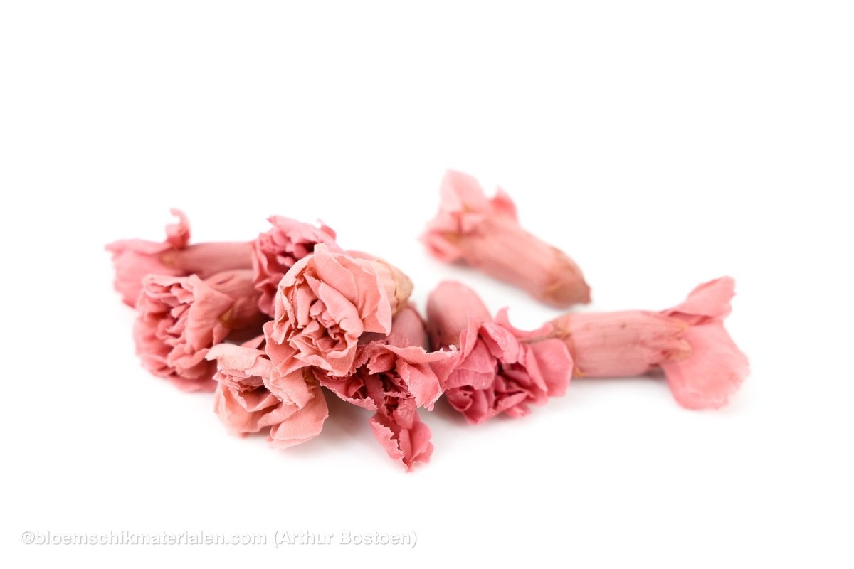 GECONSERVEERDE ANJER (BABY) FLAMINGO 9ST - bloemschikmaterialen.com