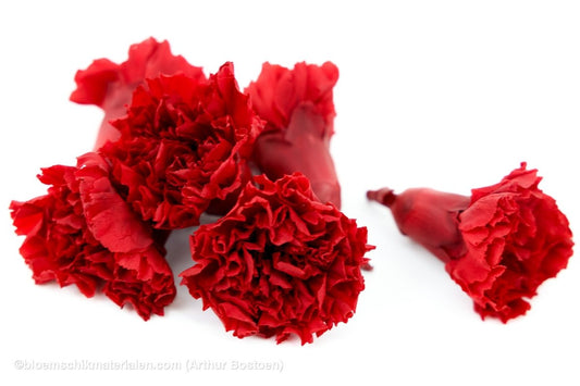 GECONSERVEERDE ANJER (GROOT) BORDEAUX 6ST - bloemschikmaterialen.com