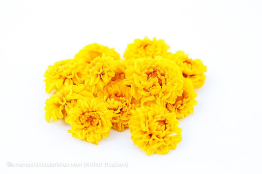 GECONSERVEERDE DAHLIA (SNOWFLAKE) GEEL 12ST - bloemschikmaterialen.com