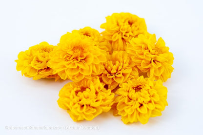 GECONSERVEERDE DAHLIA (WHITE MARK) GEEL 8ST - bloemschikmaterialen.com