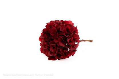 GECONSERVEERDE HORTENSIA (HYDRANGEA) +/ - 15CM BORDEAUX 1ST - bloemschikmaterialen.com