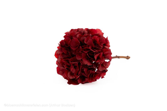 GECONSERVEERDE HORTENSIA (HYDRANGEA) +/ - 15CM BORDEAUX 1ST - bloemschikmaterialen.com