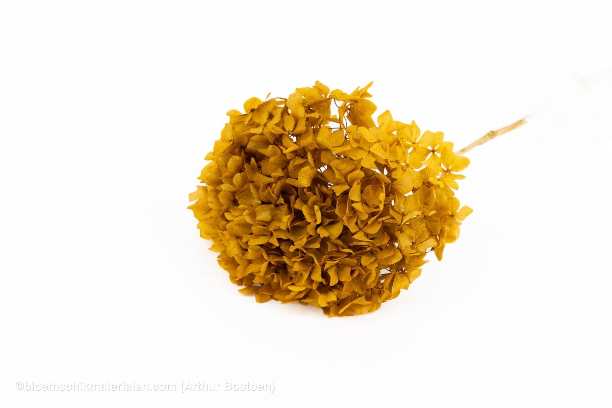 GECONSERVEERDE HORTENSIA (HYDRANGEA) ASPEN GOLD +/ - 15CM - bloemschikmaterialen.com