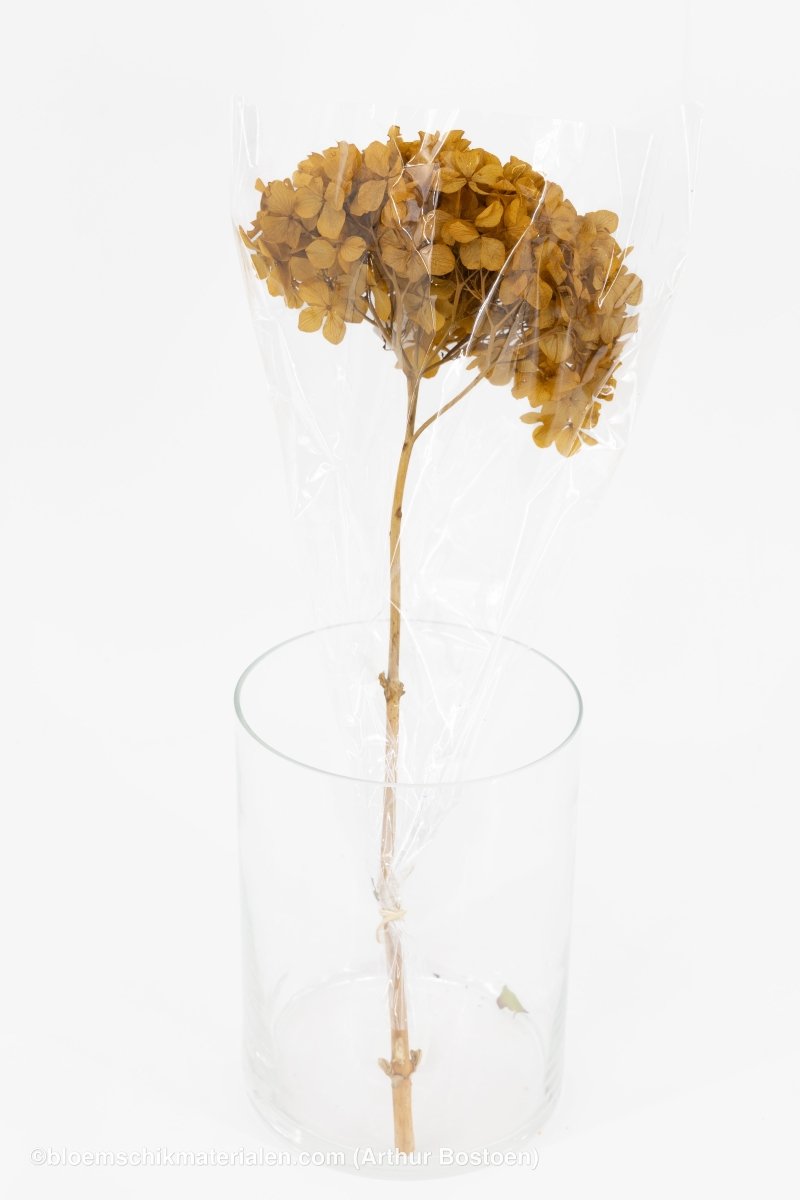 GECONSERVEERDE HORTENSIA (HYDRANGEA) ASPEN GOLD +/ - 15CM - bloemschikmaterialen.com
