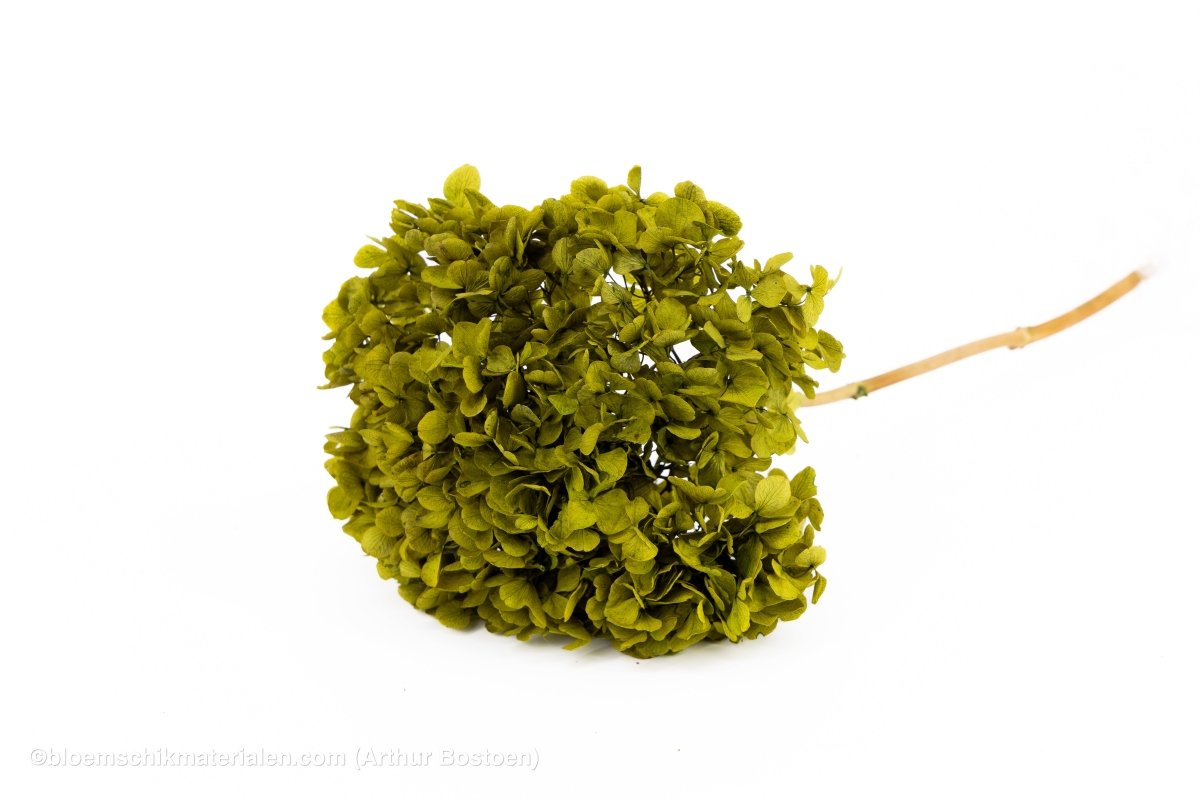 GECONSERVEERDE HORTENSIA (HYDRANGEA) BASILICUM GROEN +/ - 15CM - bloemschikmaterialen.com