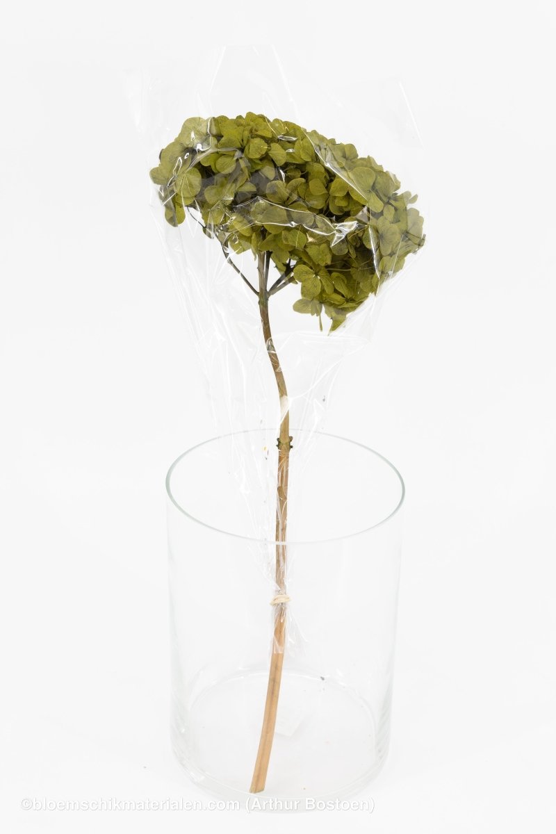 GECONSERVEERDE HORTENSIA (HYDRANGEA) BASILICUM GROEN +/ - 15CM - bloemschikmaterialen.com