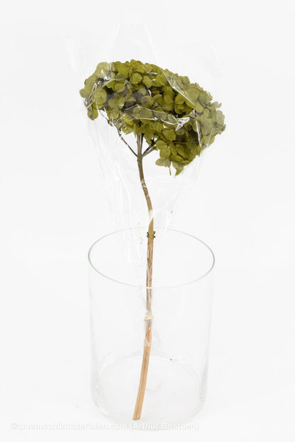 GECONSERVEERDE HORTENSIA (HYDRANGEA) BASILICUM GROEN +/ - 15CM - bloemschikmaterialen.com