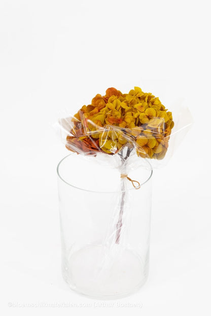 GECONSERVEERDE HORTENSIA (HYDRANGEA) GEEL/ROOD +/ - 15CM - bloemschikmaterialen.com