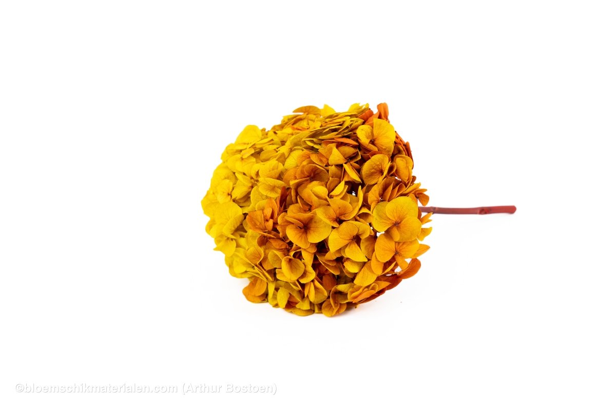 GECONSERVEERDE HORTENSIA (HYDRANGEA) GEEL/ROOD +/ - 15CM - bloemschikmaterialen.com