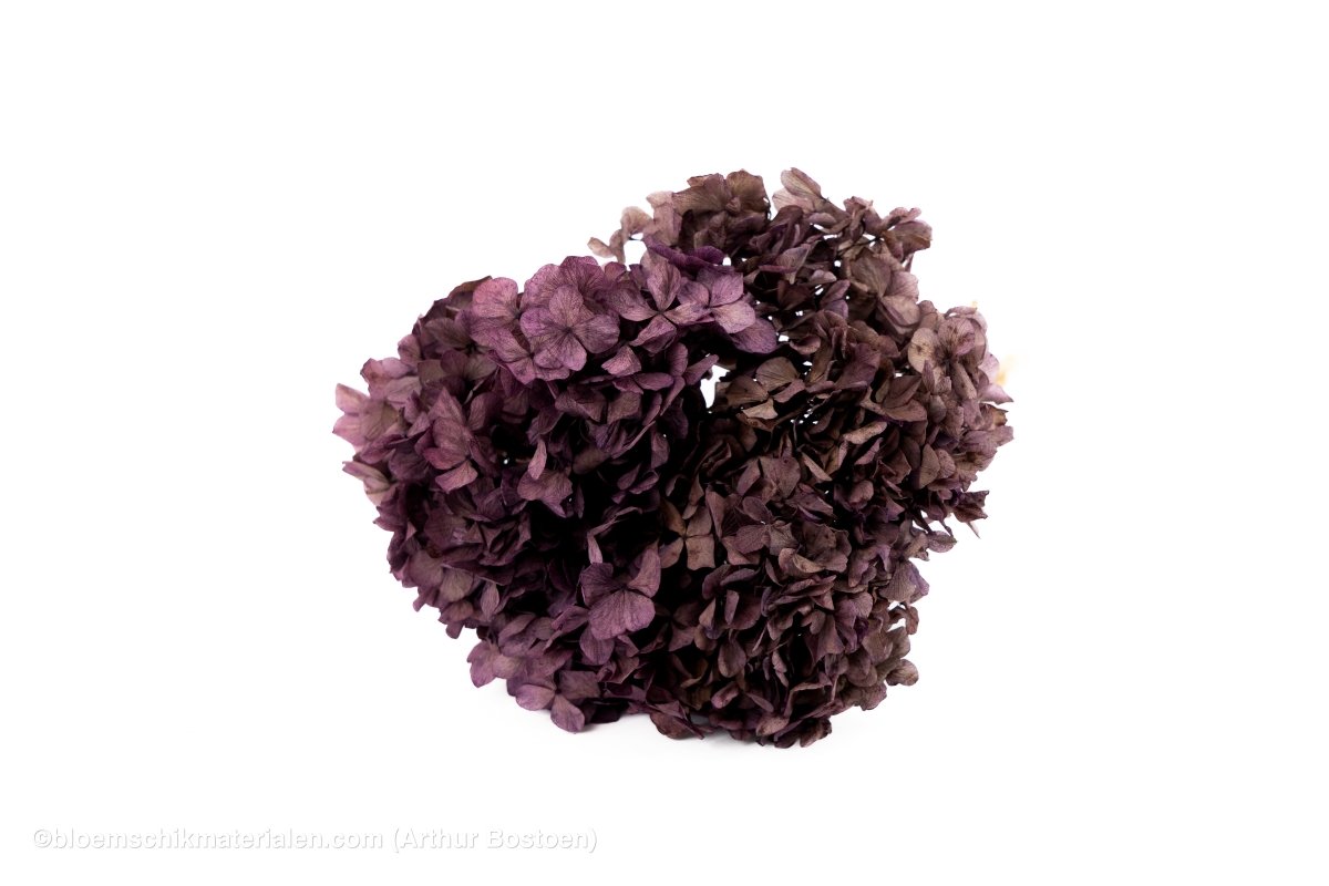 GECONSERVEERDE HORTENSIA (HYDRANGEA) ORCHID +/ - 15CM - bloemschikmaterialen.com