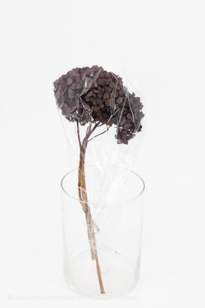 GECONSERVEERDE HORTENSIA (HYDRANGEA) ORCHID +/ - 15CM - bloemschikmaterialen.com