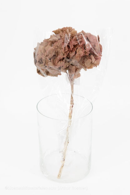 GECONSERVEERDE HORTENSIA (HYDRANGEA) OUDROZE +/ - 15CM - bloemschikmaterialen.com