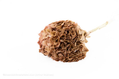 GECONSERVEERDE HORTENSIA (HYDRANGEA) OUDROZE +/ - 15CM - bloemschikmaterialen.com