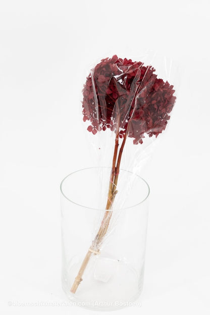 GECONSERVEERDE HORTENSIA (HYDRANGEA) ROOD +/ - 15CM - bloemschikmaterialen.com