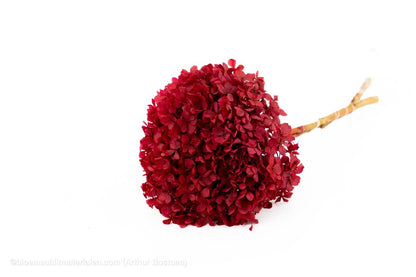 GECONSERVEERDE HORTENSIA (HYDRANGEA) ROOD +/ - 15CM - bloemschikmaterialen.com